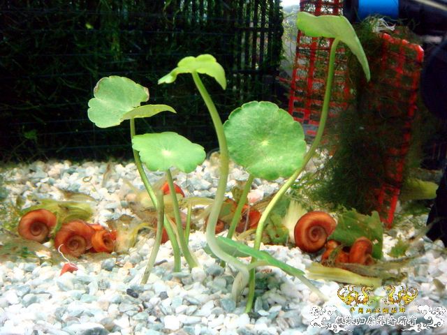 [原创]野采装备篇