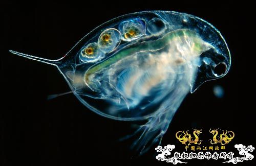 [原创]盛宴 第二季