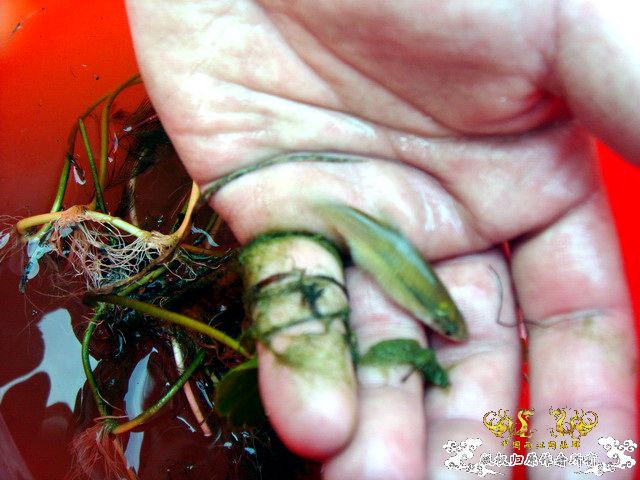 [原创]野采装备篇