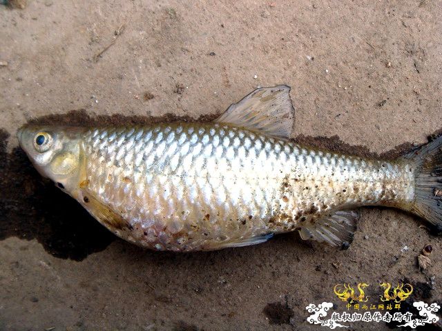 [原创]盛宴 第二季