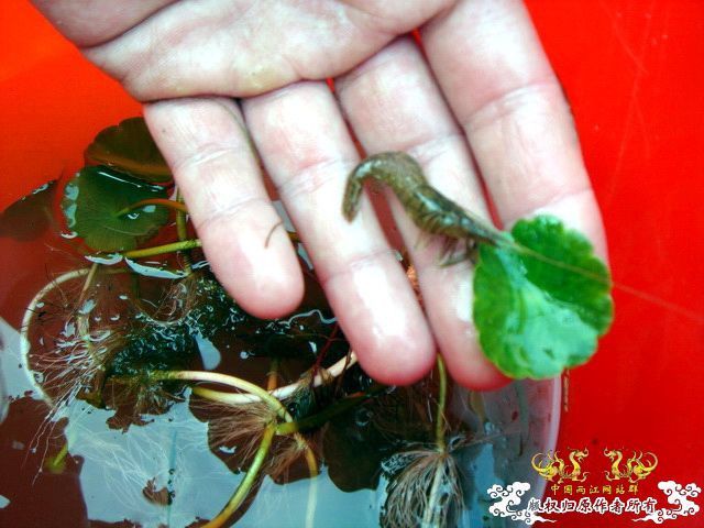 [原创]野采装备篇