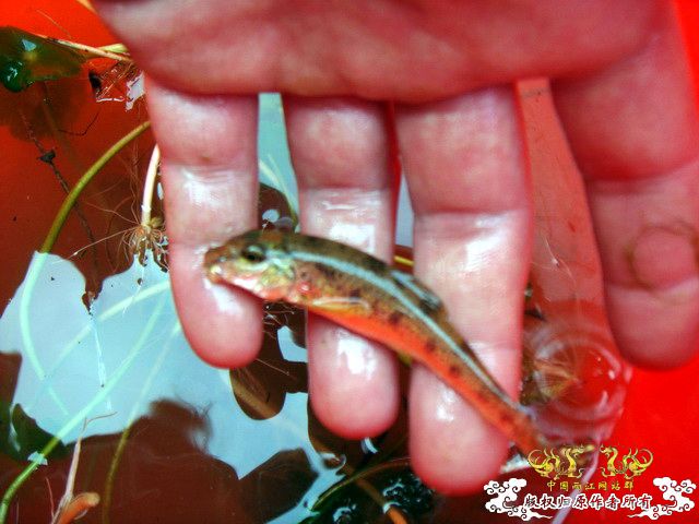 [原创]野采装备篇