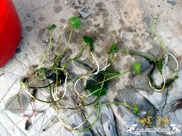 [原创]野采装备篇