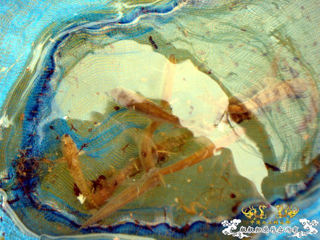 [原创]野采装备篇