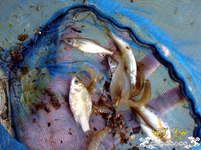 [原创]野采装备篇