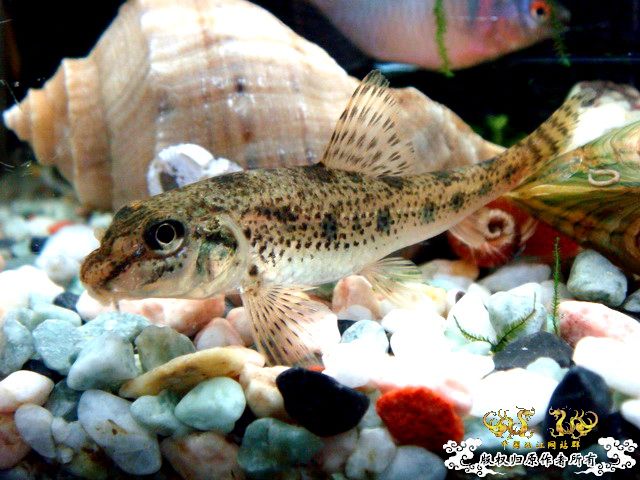 [原创]野采装备篇