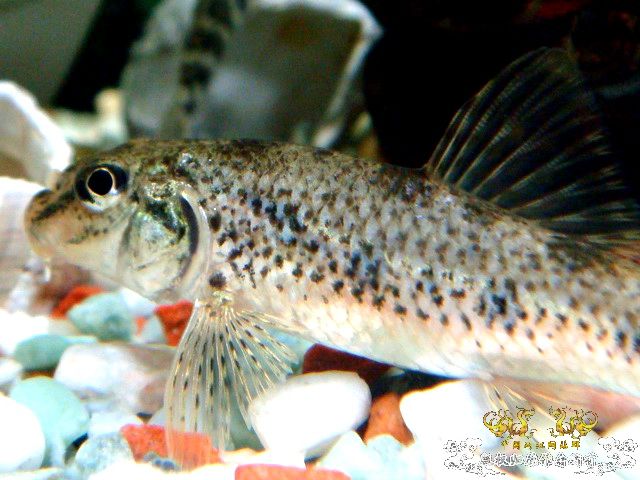 [原创]野采装备篇