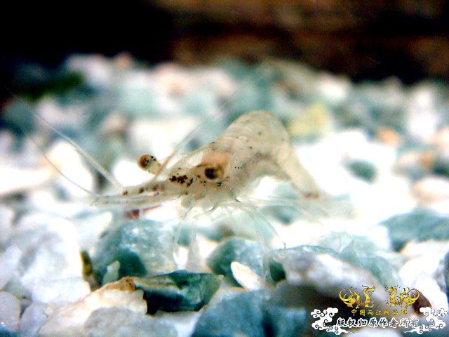 [原创]野采装备篇