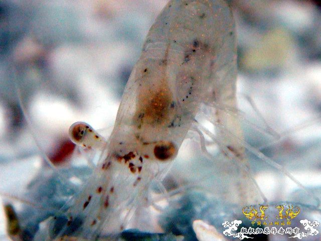 [原创]野采装备篇