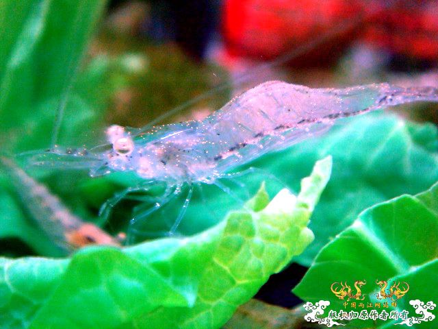 [原创]野采装备篇