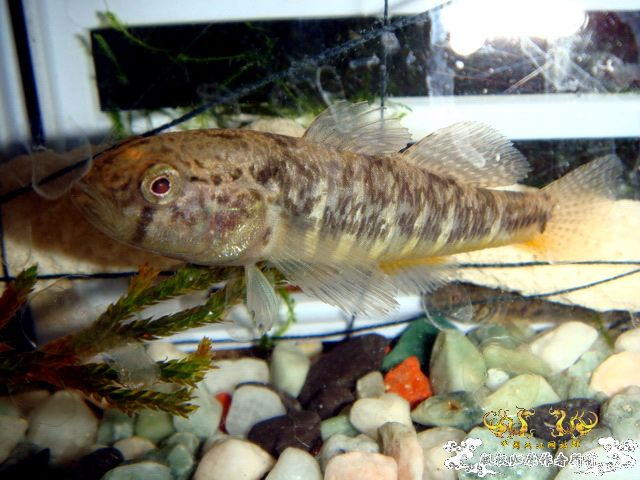 [原创]野采装备篇