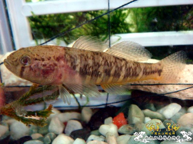 [原创]野采装备篇