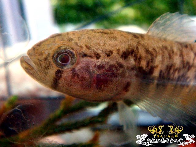 [原创]野采装备篇