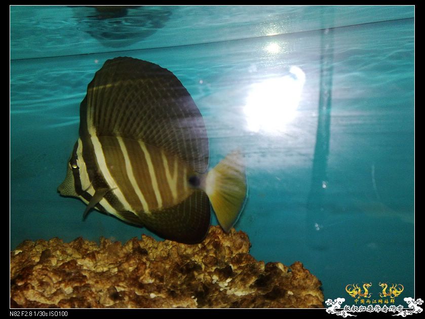 重点发发这条鱼，很有个性，一有动静就夸示