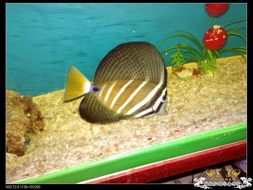 重点发发这条鱼，很有个性，一有动静就夸示