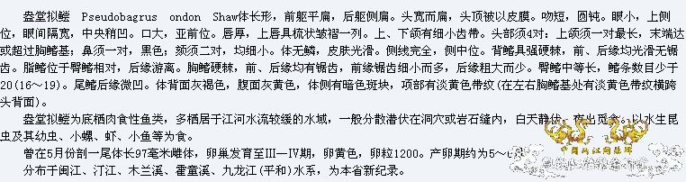 小小猫——拟鲿？