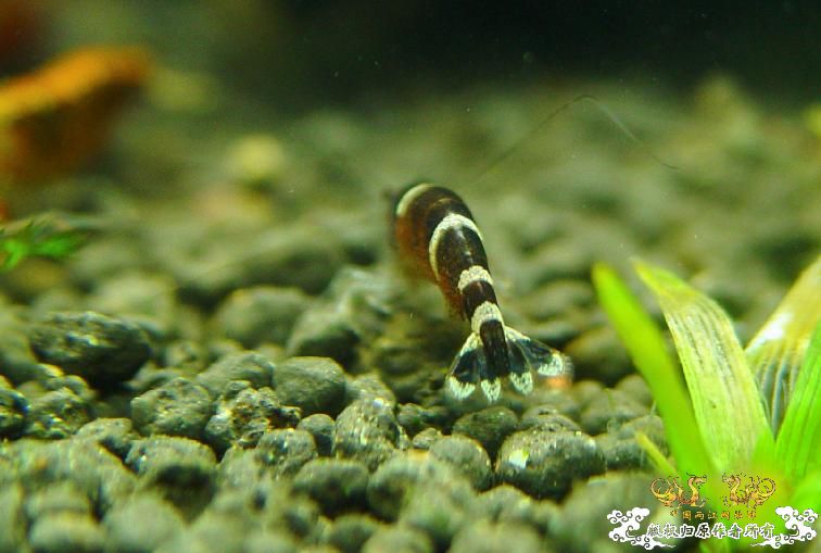 hhwwiner的竹节虾