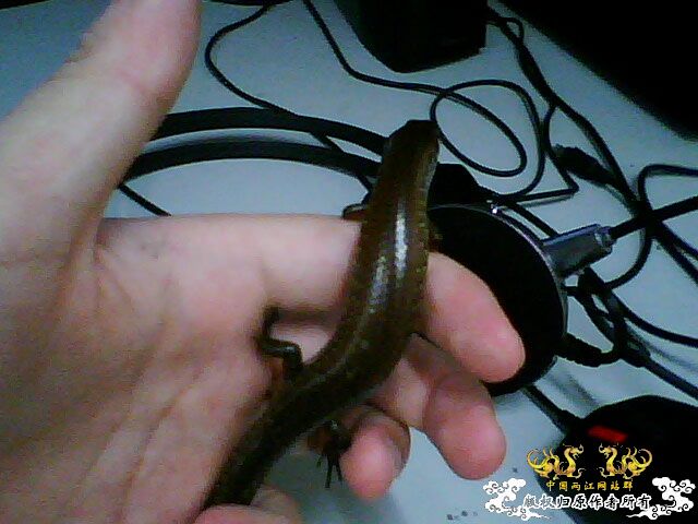 野采的馍馍