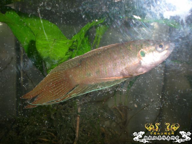 圆叉杂