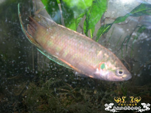 圆叉杂