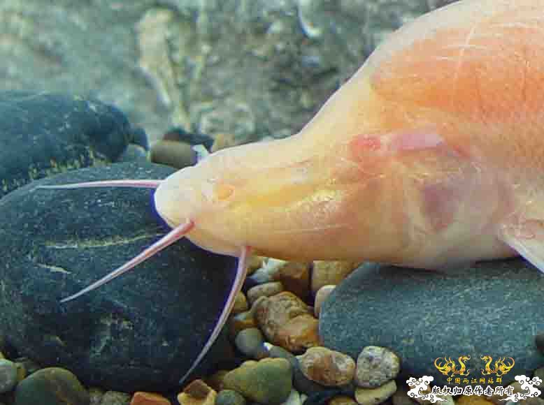 快来啊帮帮忙说这是什么鱼