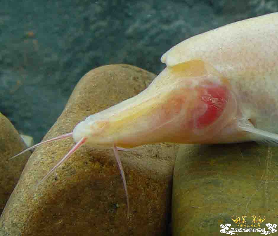 快来啊帮帮忙说这是什么鱼