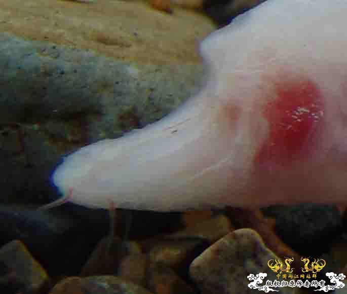 快来啊帮帮忙说这是什么鱼