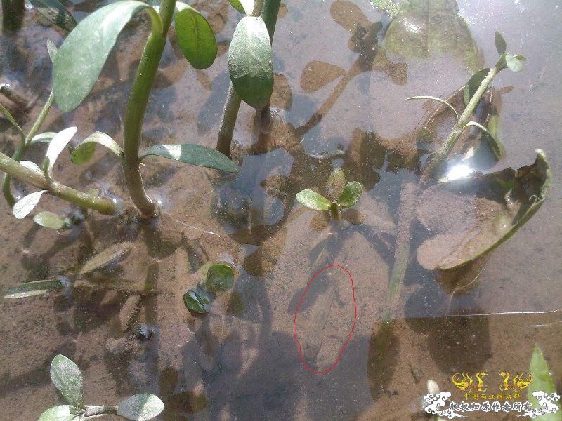 猜猜看图里有几条鱼