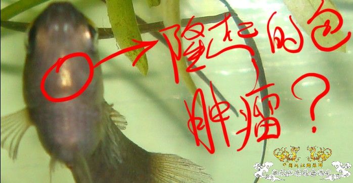 [求助]前天去野采的斗鱼