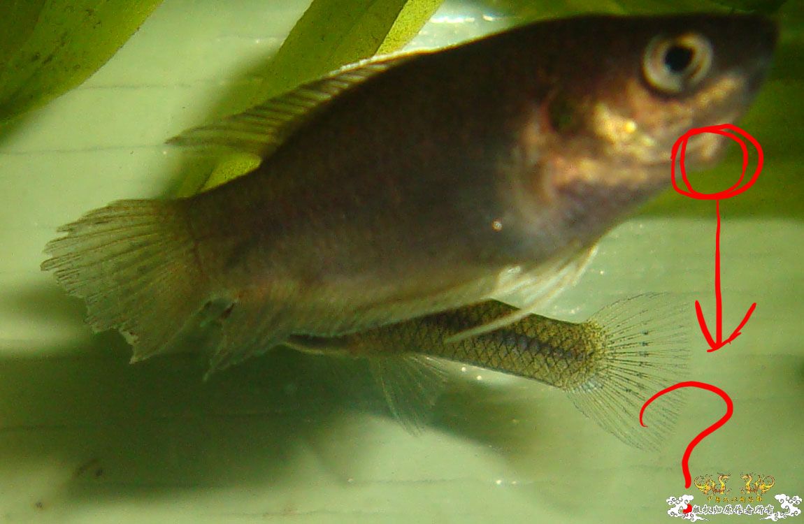 [求助]前天去野采的斗鱼