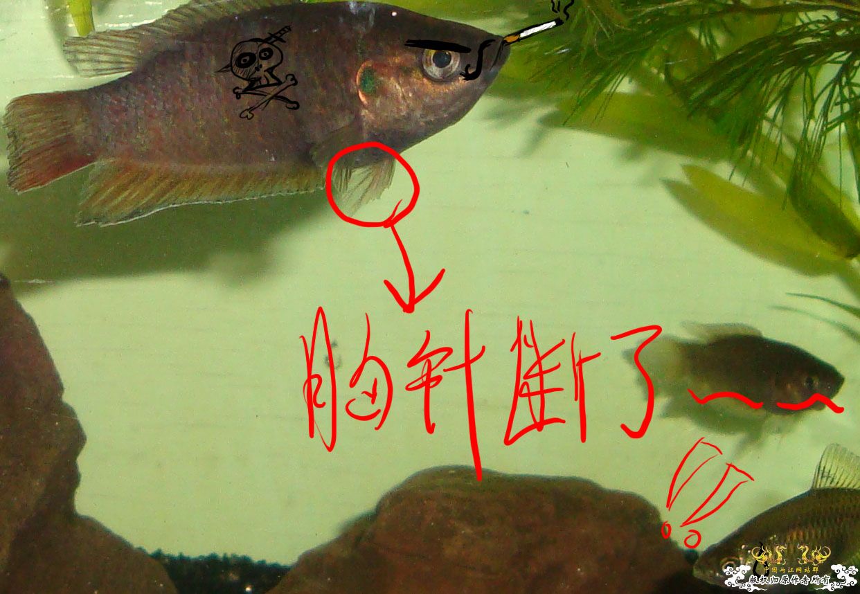 [求助]前天去野采的斗鱼