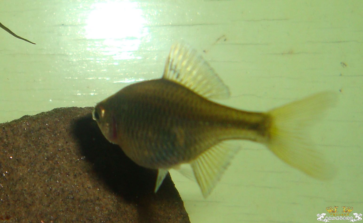 [求助]前天去野采的斗鱼