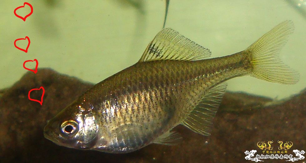 [求助]前天去野采的斗鱼