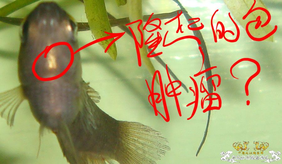 [求助]前天去野采的斗鱼