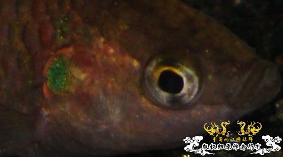 [求助]前天去野采的斗鱼