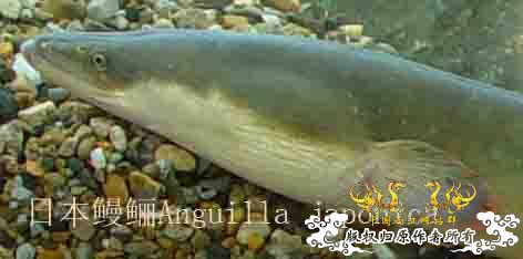 日本鳗鲡Anguilla japonica