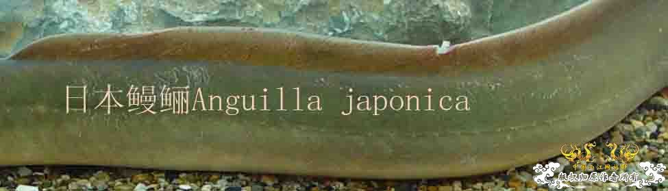 日本鳗鲡Anguilla japonica