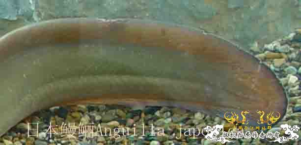 日本鳗鲡Anguilla japonica