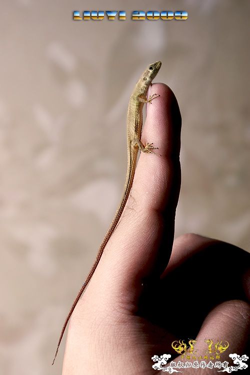 草蜥苗