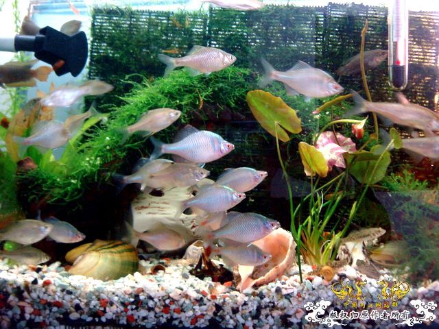 [原创]缸的变迁---6步曲