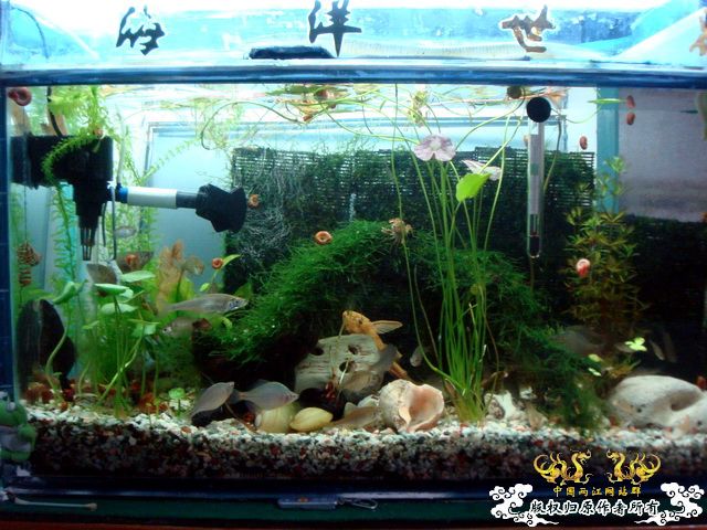 [原创]缸的变迁---6步曲