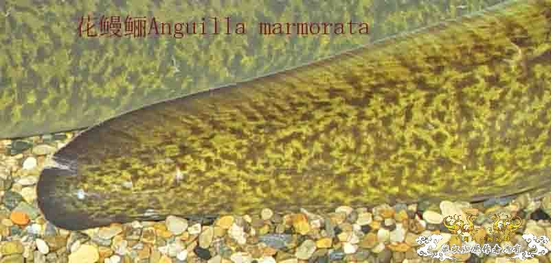 花鳗鲡