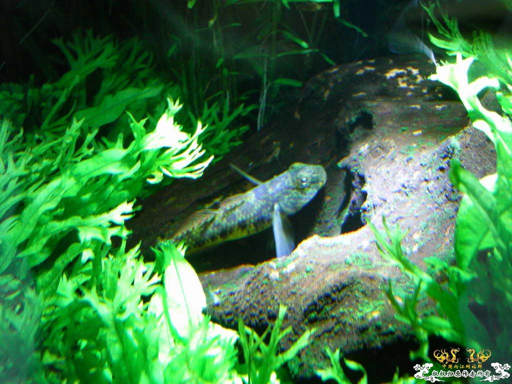 新人的一贴，发发小弟的灯鱼原生混养缸。