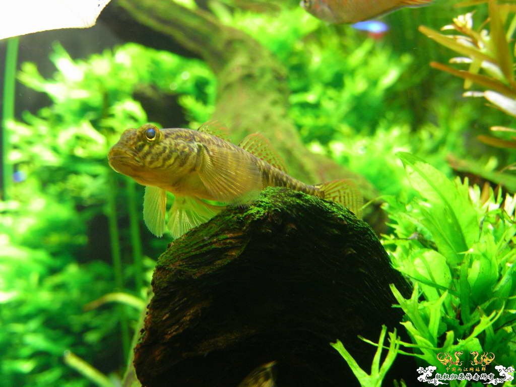 新人的一贴，发发小弟的灯鱼原生混养缸。