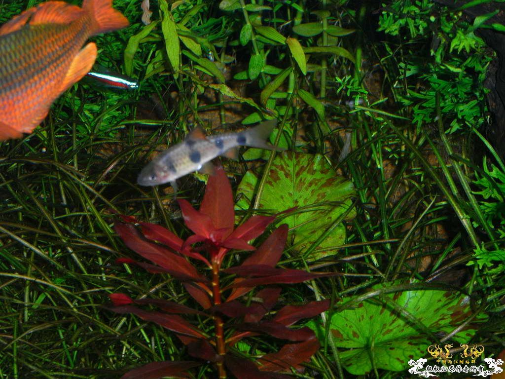 新人的一贴，发发小弟的灯鱼原生混养缸。