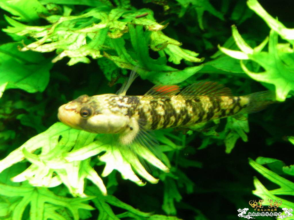 新人的一贴，发发小弟的灯鱼原生混养缸。
