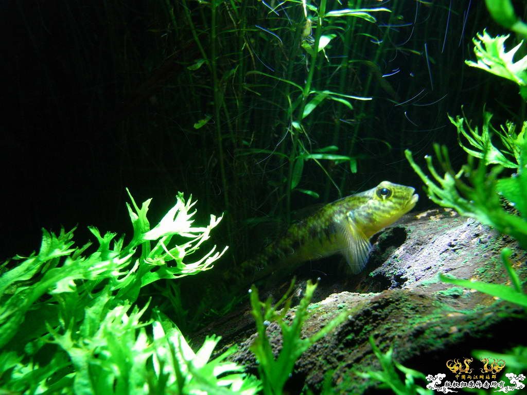 新人的一贴，发发小弟的灯鱼原生混养缸。
