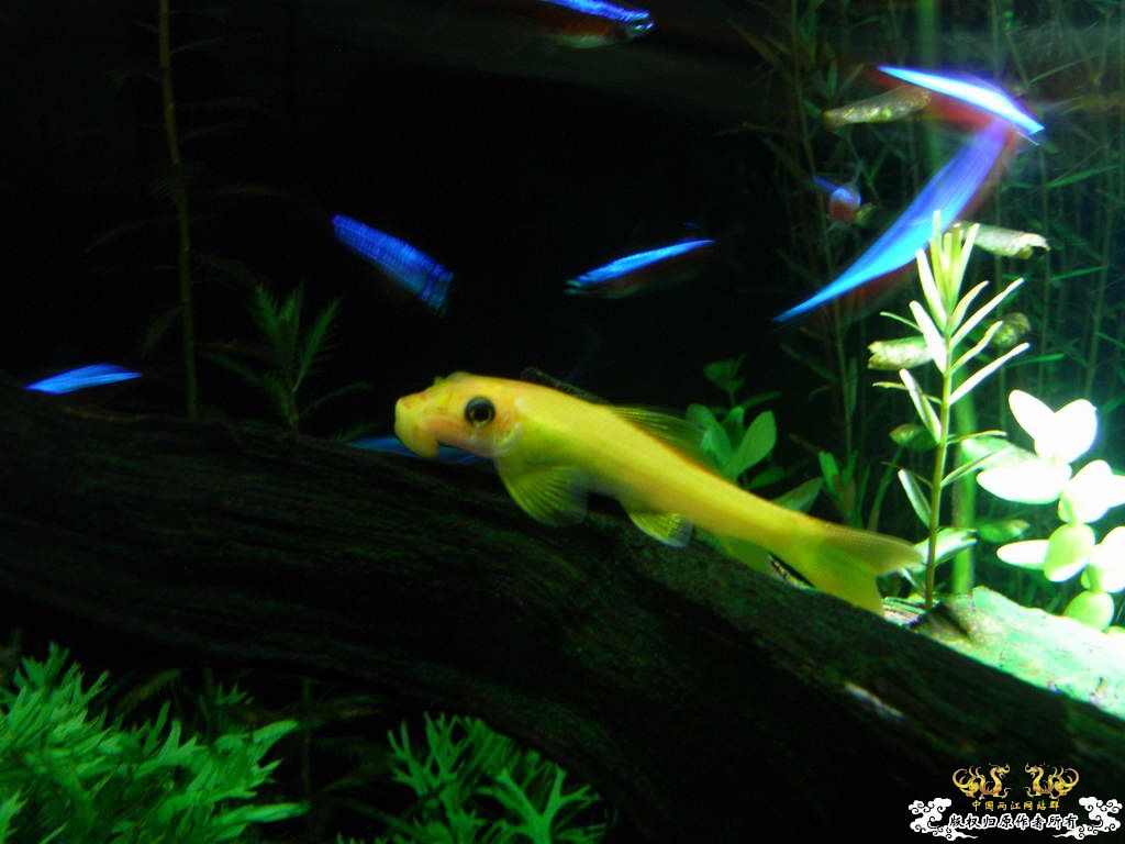 新人的一贴，发发小弟的灯鱼原生混养缸。
