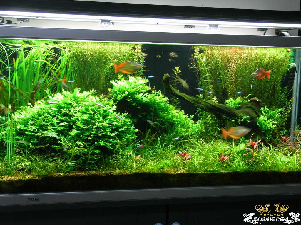 新人的一贴，发发小弟的灯鱼原生混养缸。