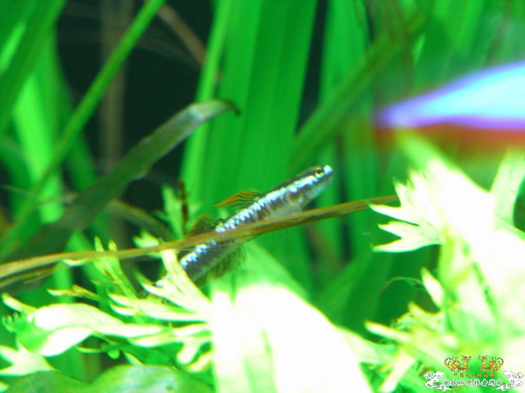 新人的一贴，发发小弟的灯鱼原生混养缸。